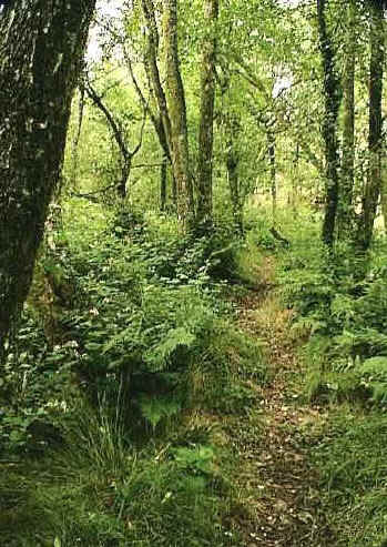 wet_woodland.jpg (47902 bytes)