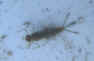 mayfly_larva1.JPG (35392 bytes)