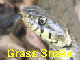 GSnake.jpg (16696 bytes)