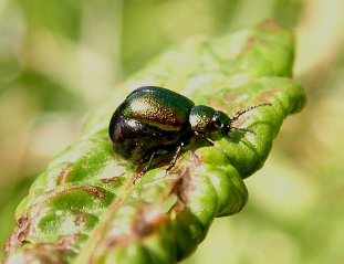 beetle.JPG (18248 bytes)