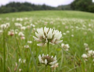 clover.JPG (18252 bytes)