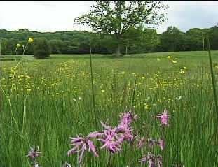 meadow.jpg (102537 bytes)