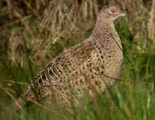 pheasant.JPG (14988 bytes)