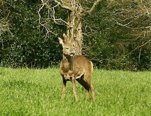 roedeer.jpg (37648 bytes)