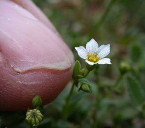 Many of the plants are very small!