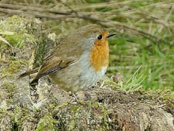 robin2.JPG (87532 bytes)