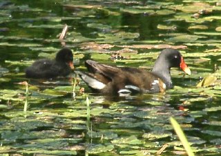 moorhen.JPG (31012 bytes)