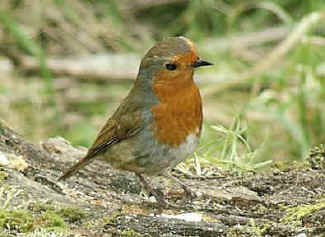 Robin