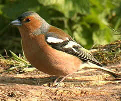 chaffinch.jpg (25332 bytes)