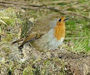 robin.JPG (50272 bytes)