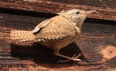 wren.JPG (38940 bytes)