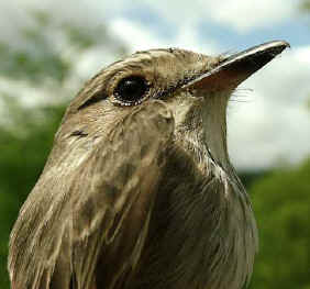 Spotted_Flycatcher.jpg (30152 bytes)