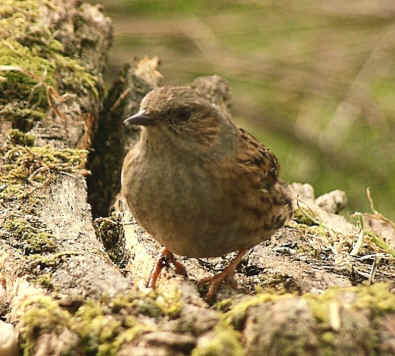 dunnock.JPG (140996 bytes)