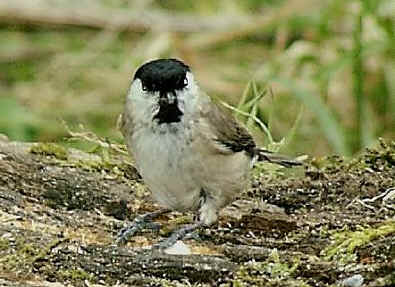 marsh_tit.JPG (50128 bytes)