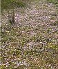 A carpet of Bog Pimpernel  -  Anagallis tenella