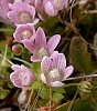 Bog Pimpernel  -  Anagallis tenella