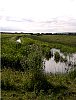 A dyke in the marshland which is adjacent to Braunton Burrows