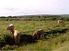 Braunton marshes are part of the biosphere reserve