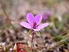 Common Stork-s-bill  -  Erodium cicutarium