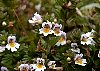 Eyebright  -  Euphrasia (a partial parasite of various perennial herbs of grasslands).