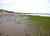 Glasswort also known as Marsh Samphire  - Salicornia europaea