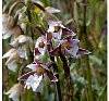 Marsh Helleborine  -  Epipactis palustris