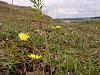 Mouse-ear  Hawkweed  -  Pilosella officinarum