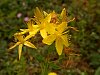 Perforate St John's-wort  -  Hypericum maculatum