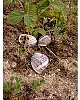 Dead land snails are a common sight.