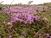 Wild Thyme  -  Thymus polytrichus