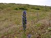 Viper's-Bugloss - Echium vulgare