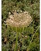 Wild Carrot - Daucus Carota