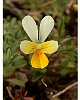 Viola tricolor maritima