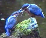 The Trust has restored and manages a number of freshwater habitats