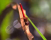 Twenty species of dragonfly and damselfly have been recorded at the Woodland Education Centre including the regionally rare Ruddy Darter.