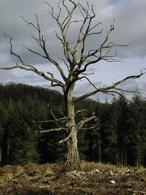 Dead_tree.jpg