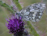 The caterpillars of this Marbled White butterfly feed on grasses.