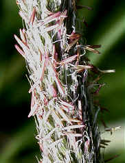 Anthers hanging out of the florets in an inflorescence. 