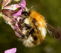 Insect pollinated flowers are usually brightly coloured and often scented