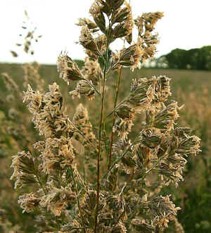 Cocksfoot Grass Inflorescence