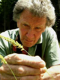 The flowers of grasses are important for identification.