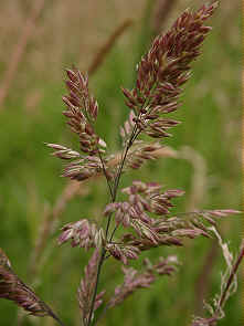 A grass panicle