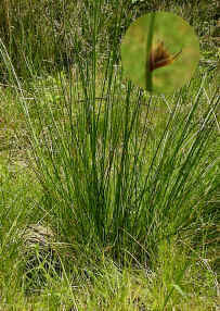 Soft Rush, with a closer view of the inflorescence (inset).