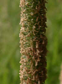 A grass inflorescence with stamens protruding to release their pollen on the wind.