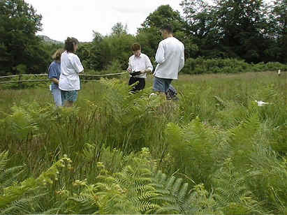 Bracken.jpg (102900 bytes)