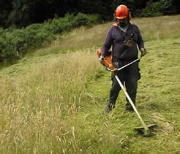 Brushcutting Tall grass.jpg (61952 bytes)