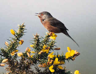 Dartford warbler.jpg (131890 bytes)