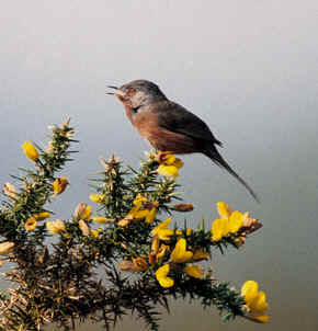 Dartford warbler.jpg (131890 bytes)