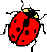 Ladybug1.wmf (3494 bytes)