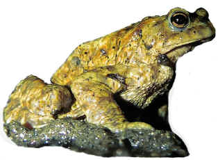 Toad.jpg (3263 bytes)